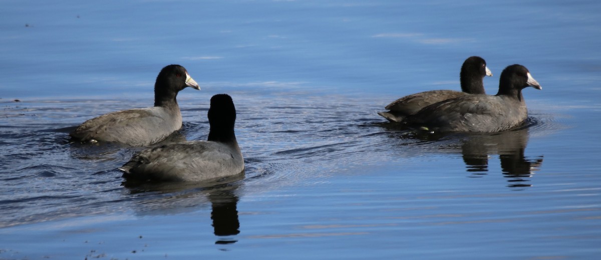 American Coot - ML611018382