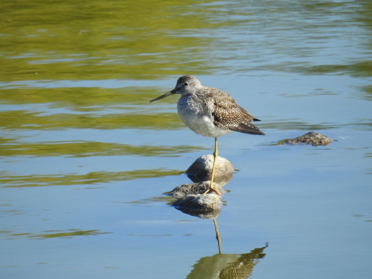 Greater Yellowlegs - ML611018406