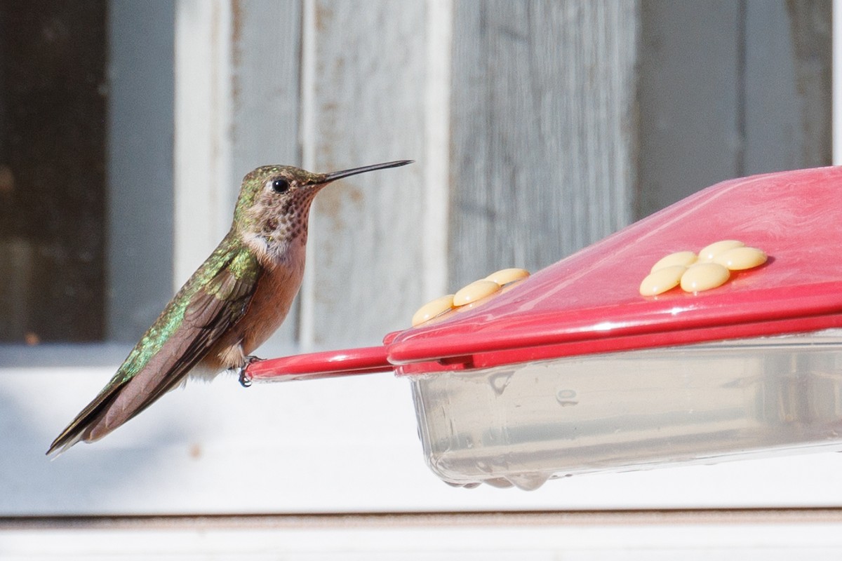 Broad-tailed Hummingbird - ML611018409