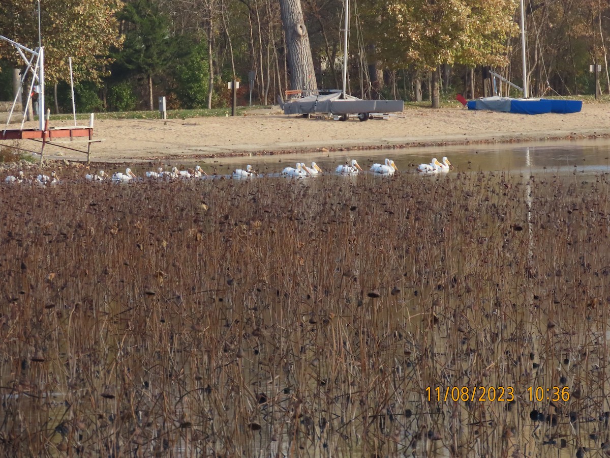 American White Pelican - ML611018418