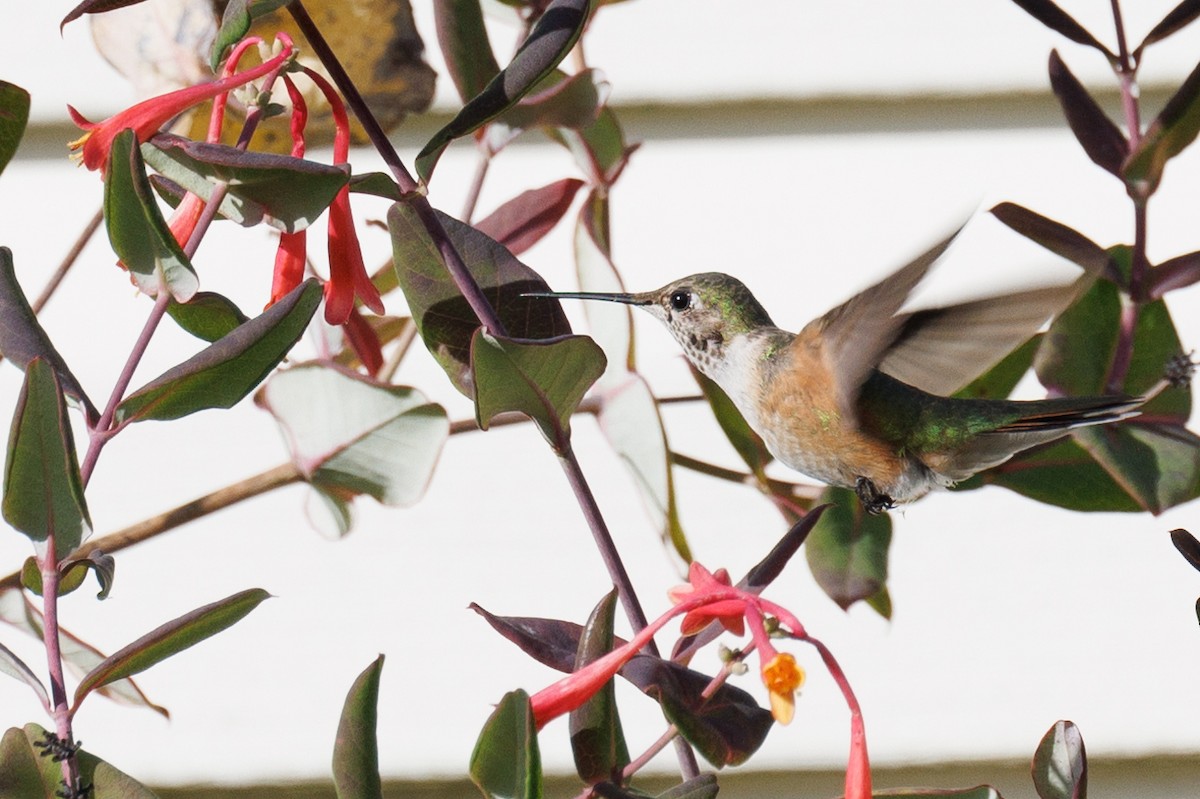 Broad-tailed Hummingbird - ML611018421