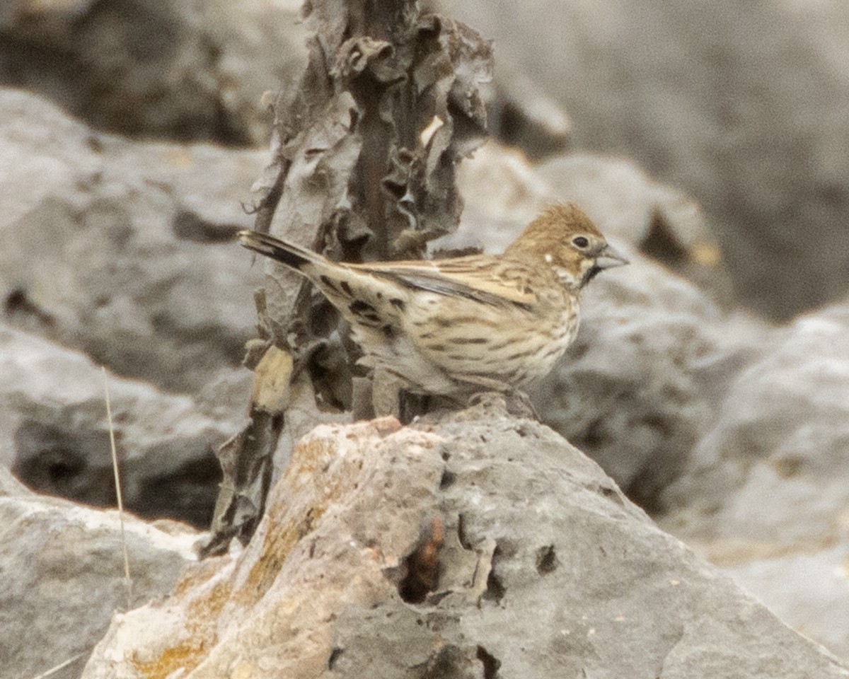 Lark Bunting - ML611018425