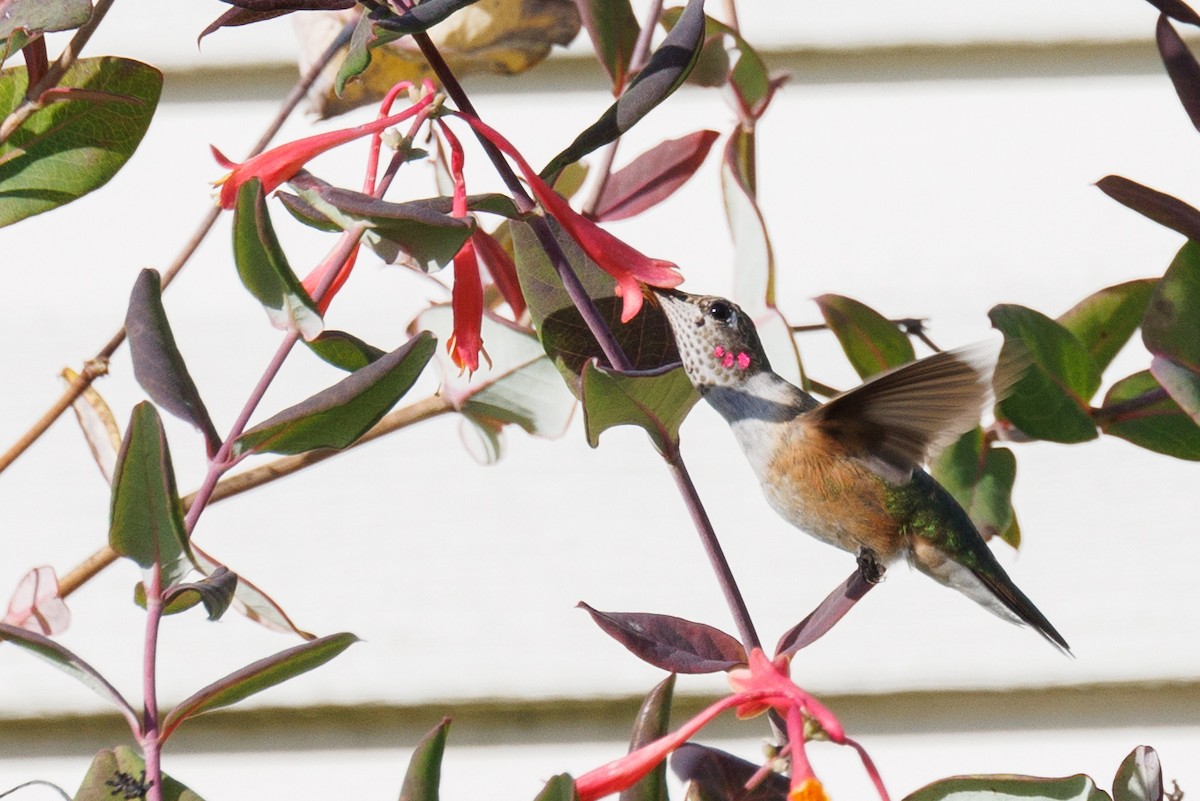 Broad-tailed Hummingbird - ML611018438