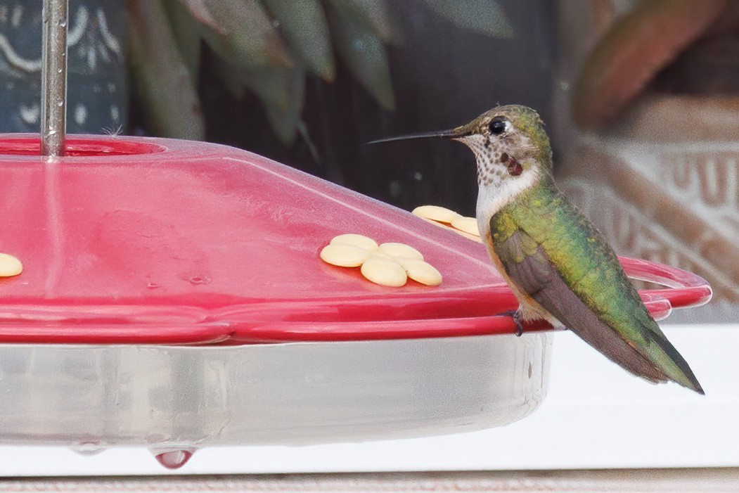 Broad-tailed Hummingbird - ML611018447