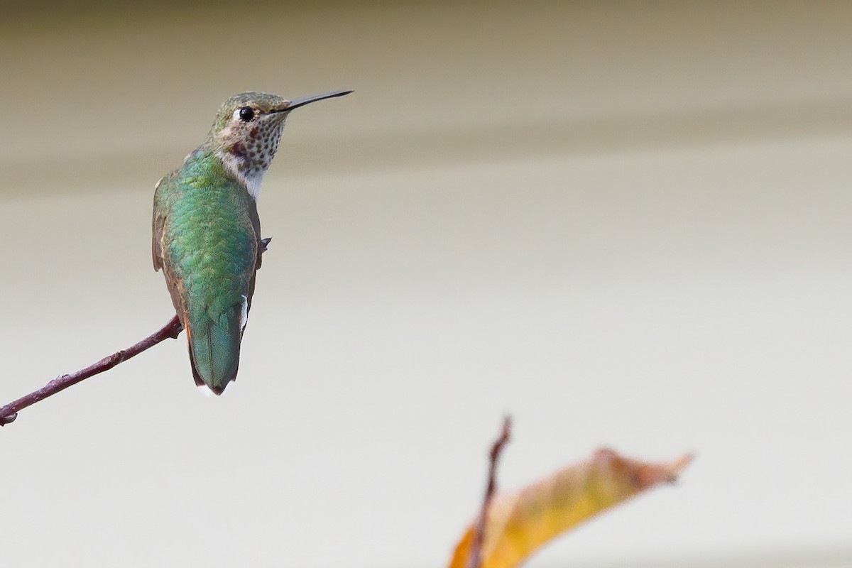 Broad-tailed Hummingbird - ML611018451