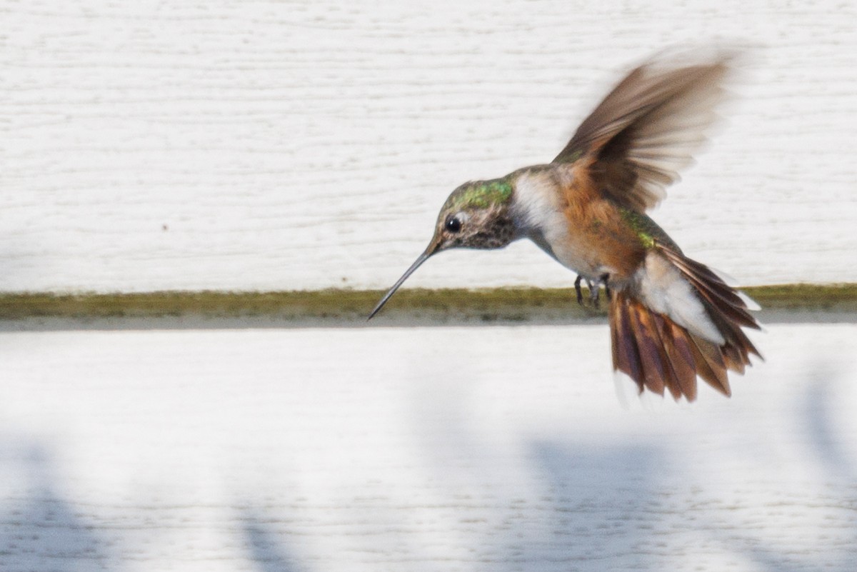 Broad-tailed Hummingbird - ML611018455