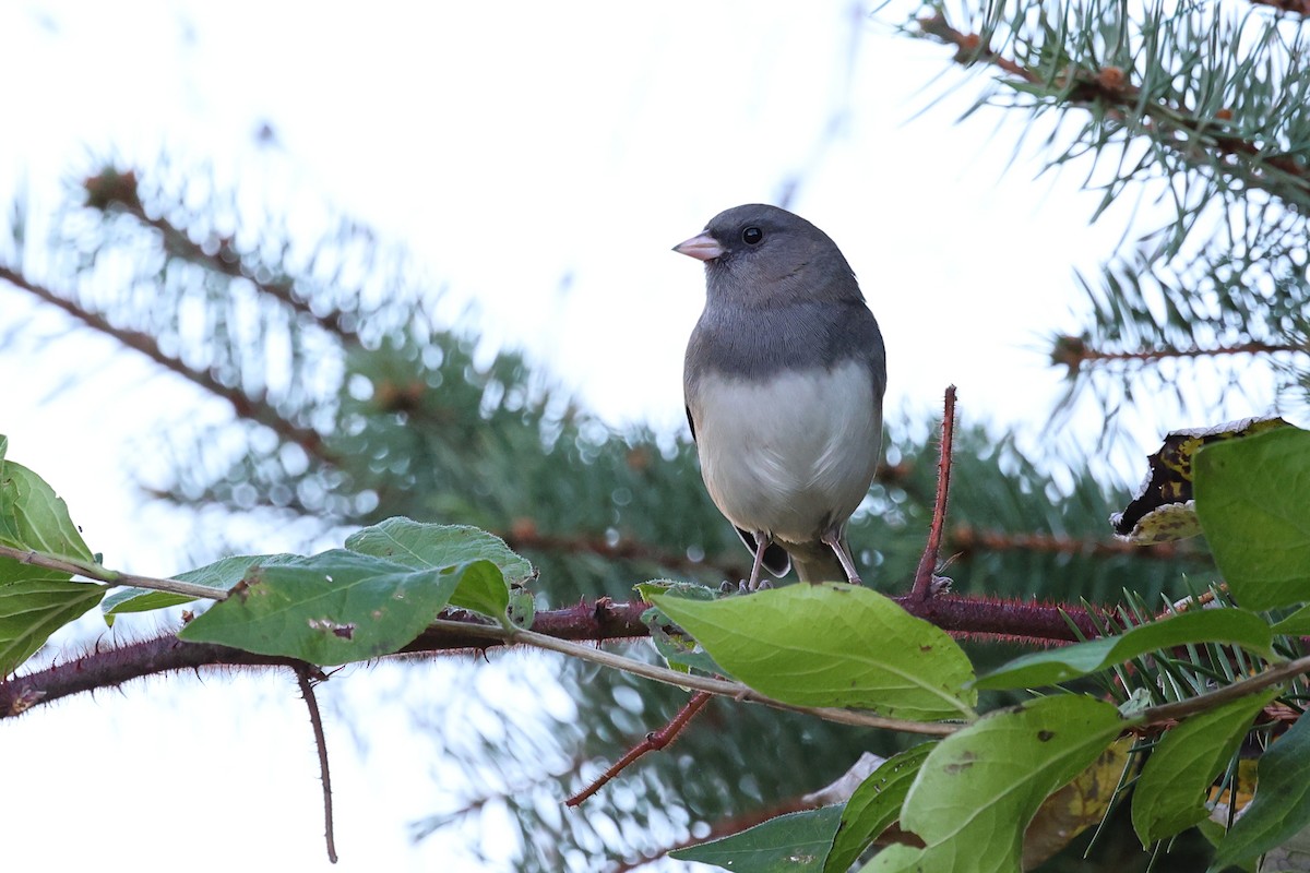 Dark-eyed Junco - ML611018535