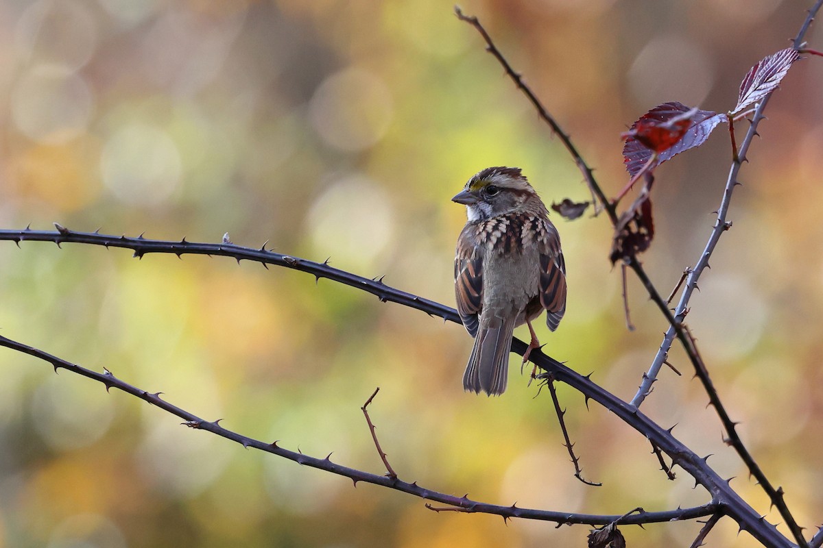 White-throated Sparrow - ML611018561