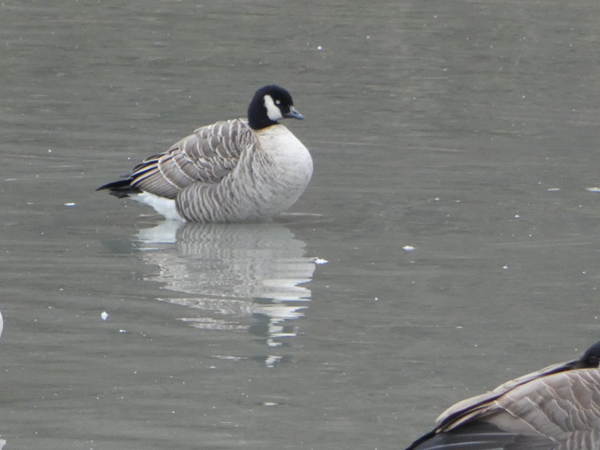 Cackling Goose - ML611018593