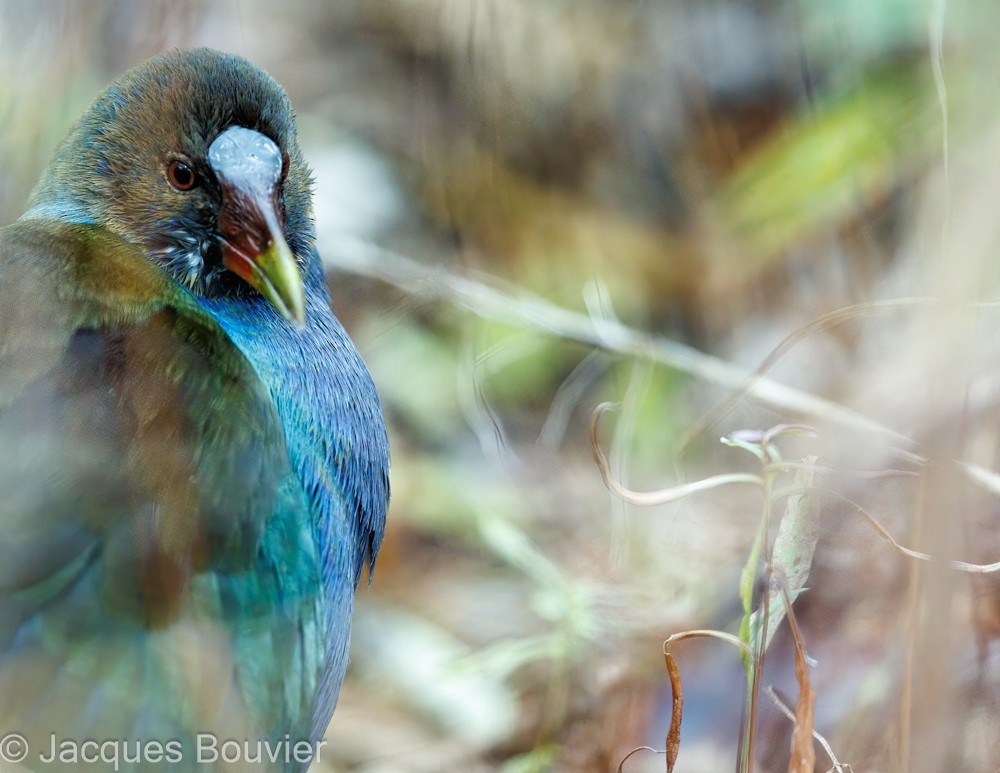 Purple Gallinule - ML611018635