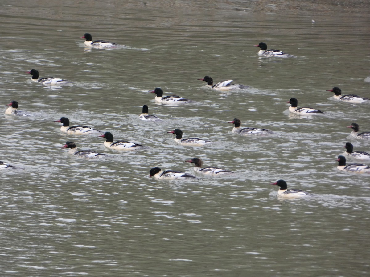 Common Merganser - ML611018663