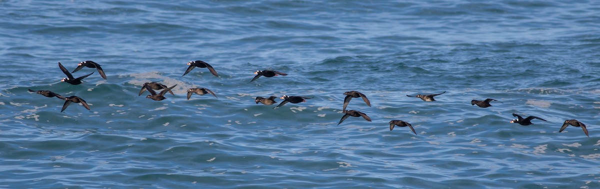 Surf Scoter - ML611018674