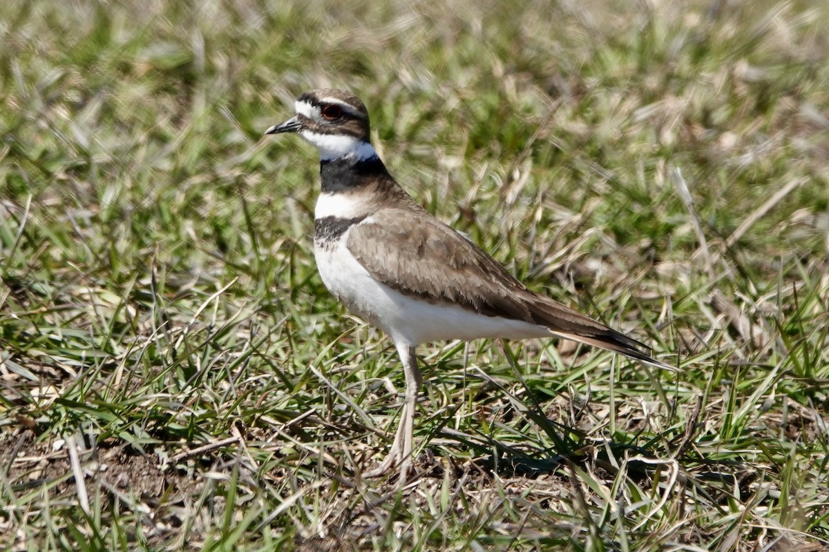 Killdeer - ML611018702