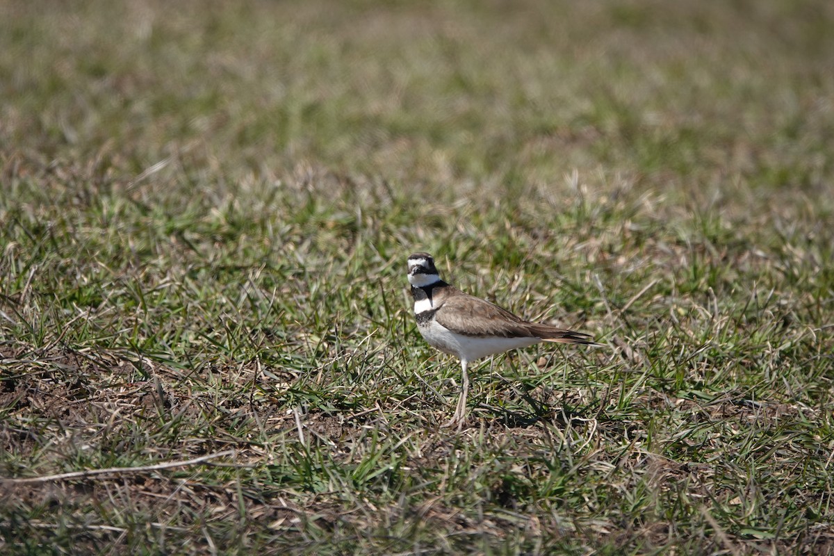 Killdeer - ML611018716