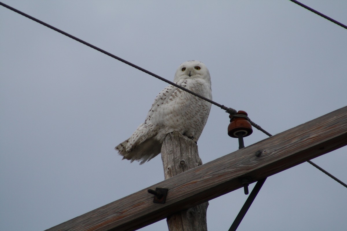 Snowy Owl - ML611018751