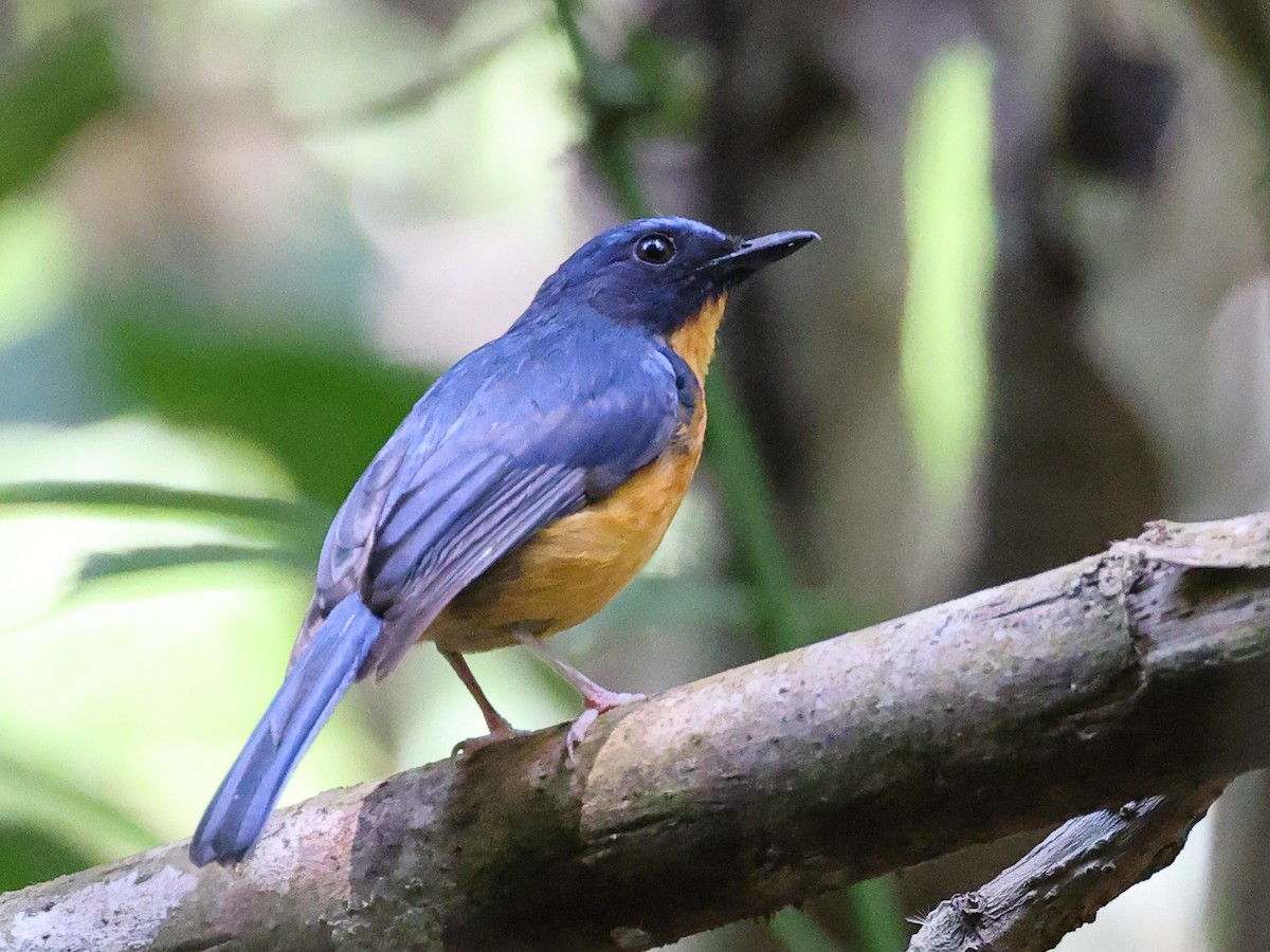 Sulawesi Blue Flycatcher (Sulawesi) - ML611018790