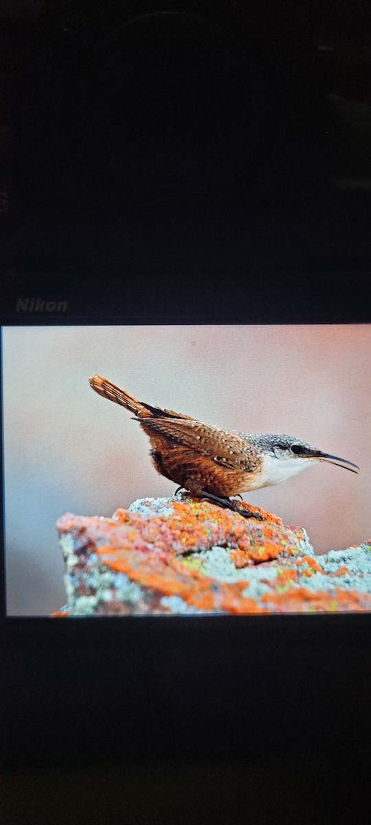 Canyon Wren - ML611018812