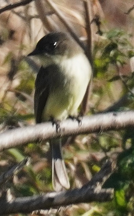 Eastern Phoebe - ML611018819