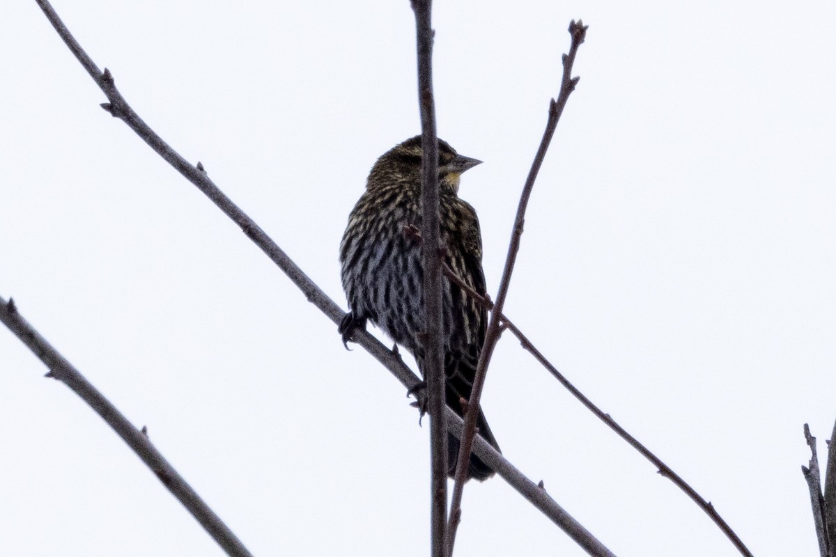 Red-winged Blackbird - Mark Peck