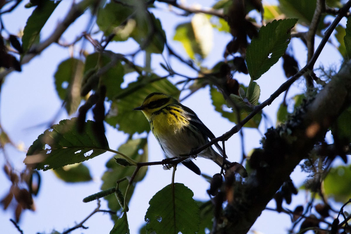 Townsend's Warbler - Levi Rehberg