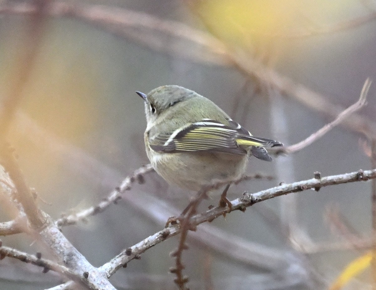 Ruby-crowned Kinglet - ML611018918