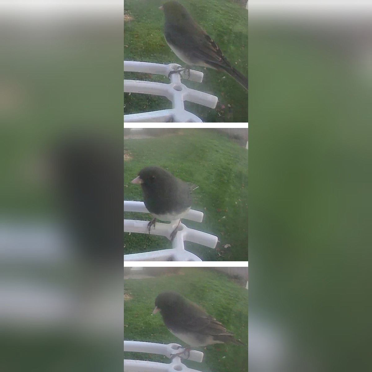 Dark-eyed Junco - ML611018928