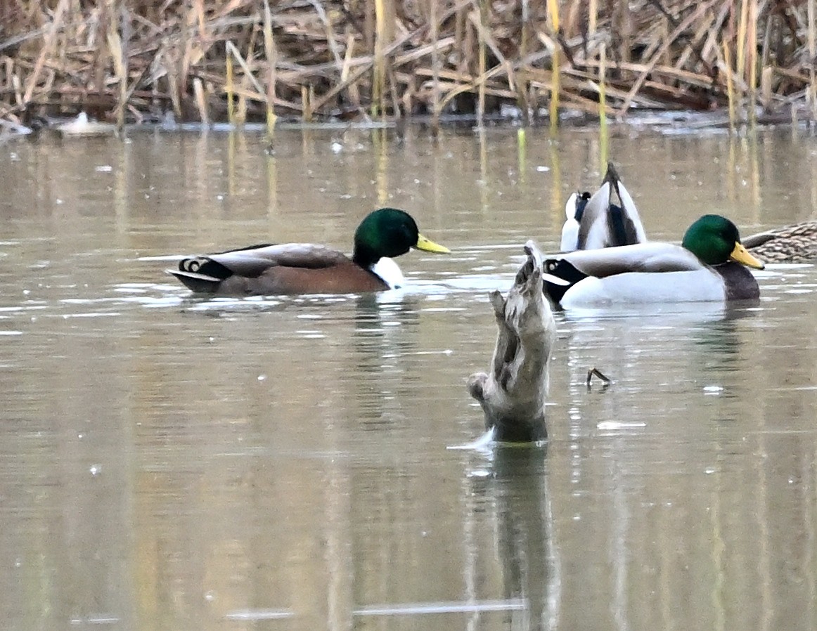 Mallard (Domestic type) - ML611018931