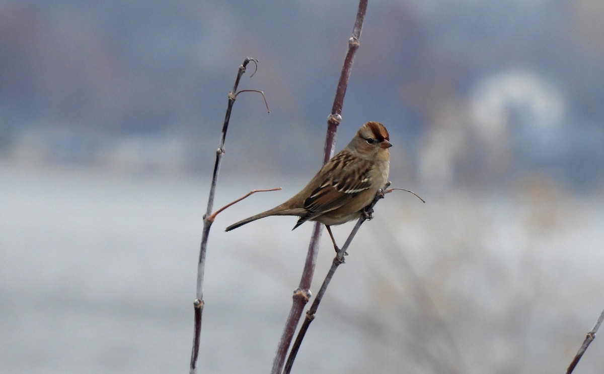 White-crowned Sparrow - Douglas Kieser