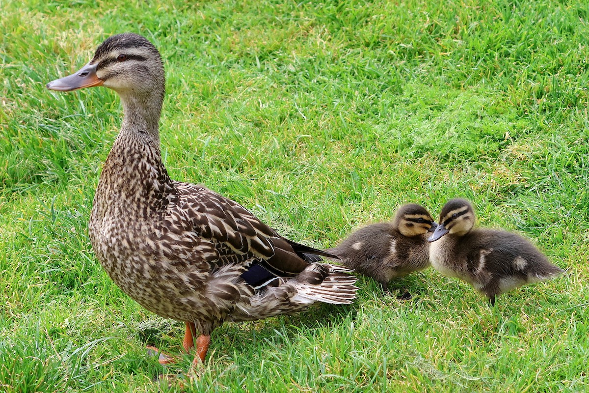 Mallard x Pacific Black Duck (hybrid) - Lorix Bertling