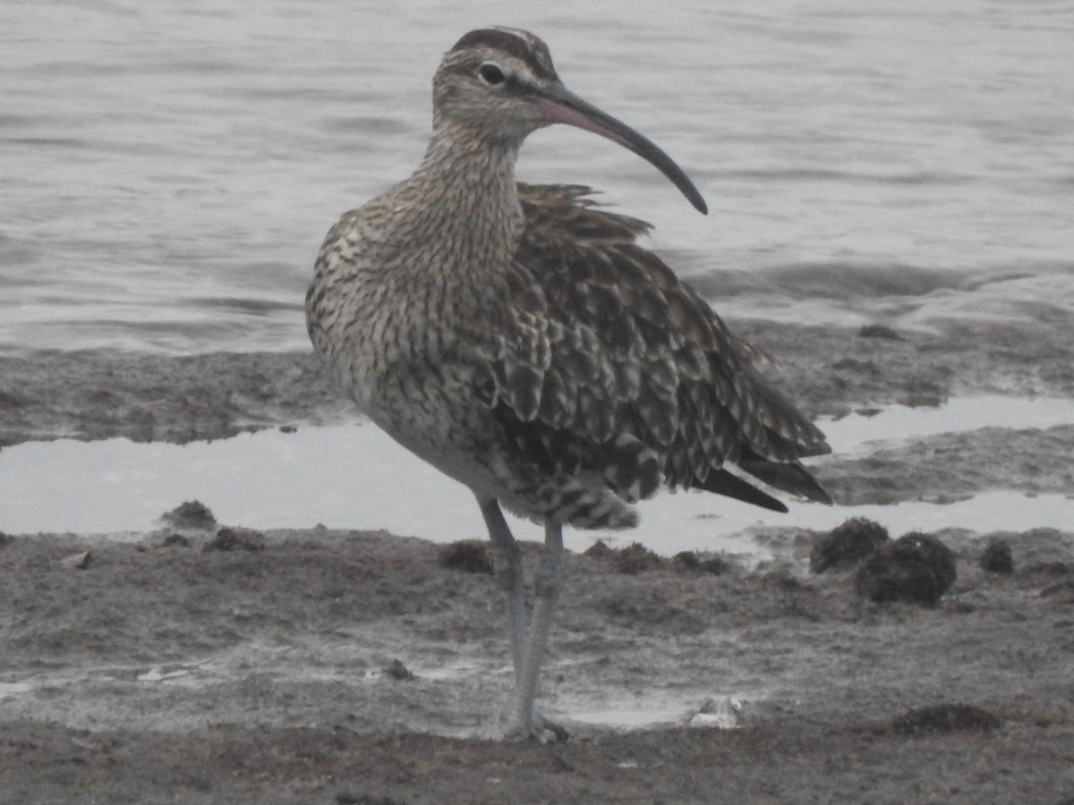 Whimbrel - Hany Alonso