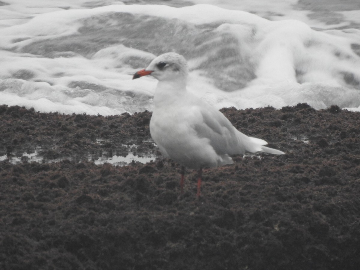 Gaviota Cabecinegra - ML611019037