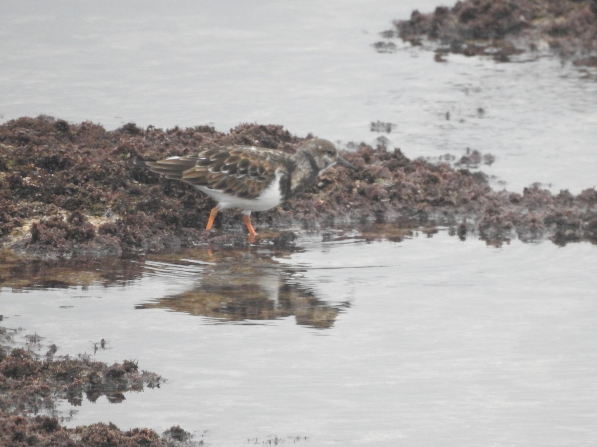 Ruddy Turnstone - Hany Alonso