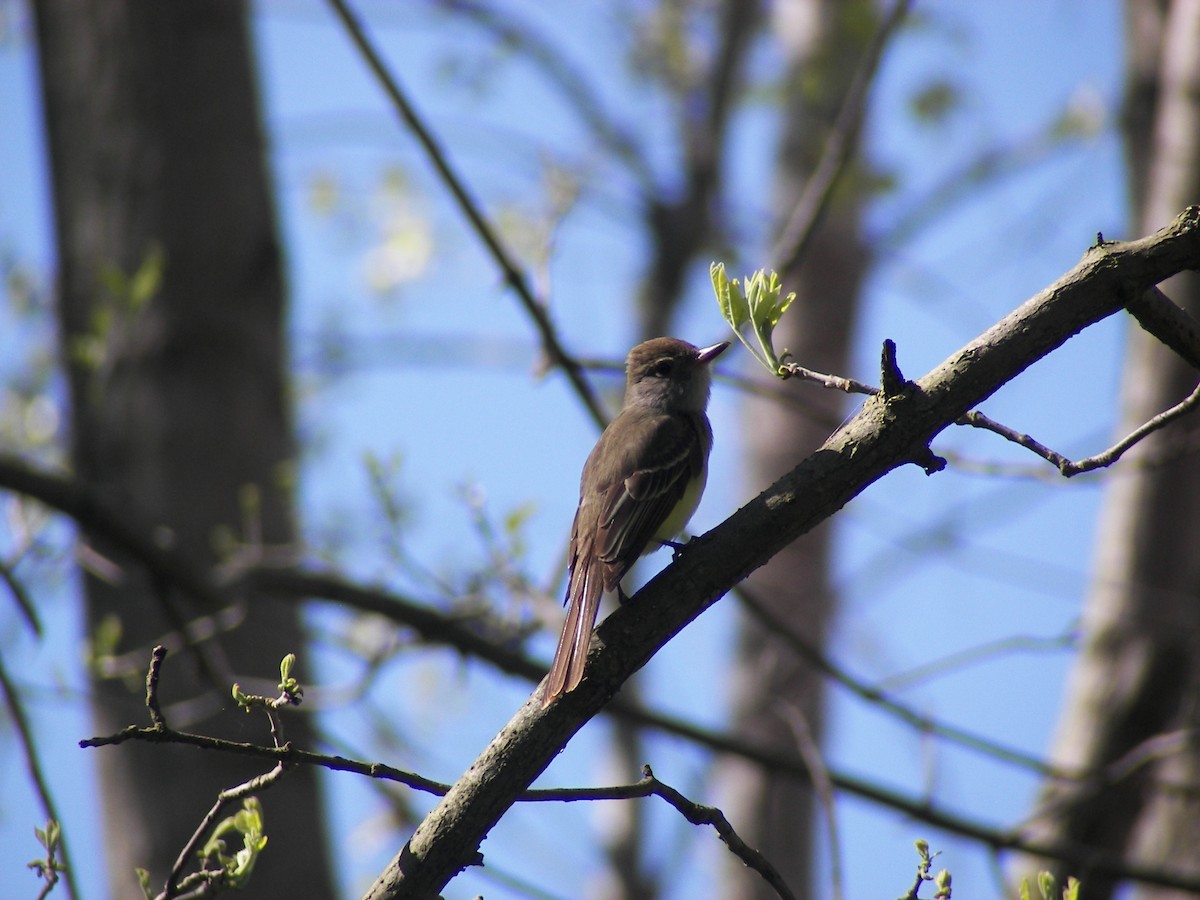 Great Crested Flycatcher - Greg Lawrence