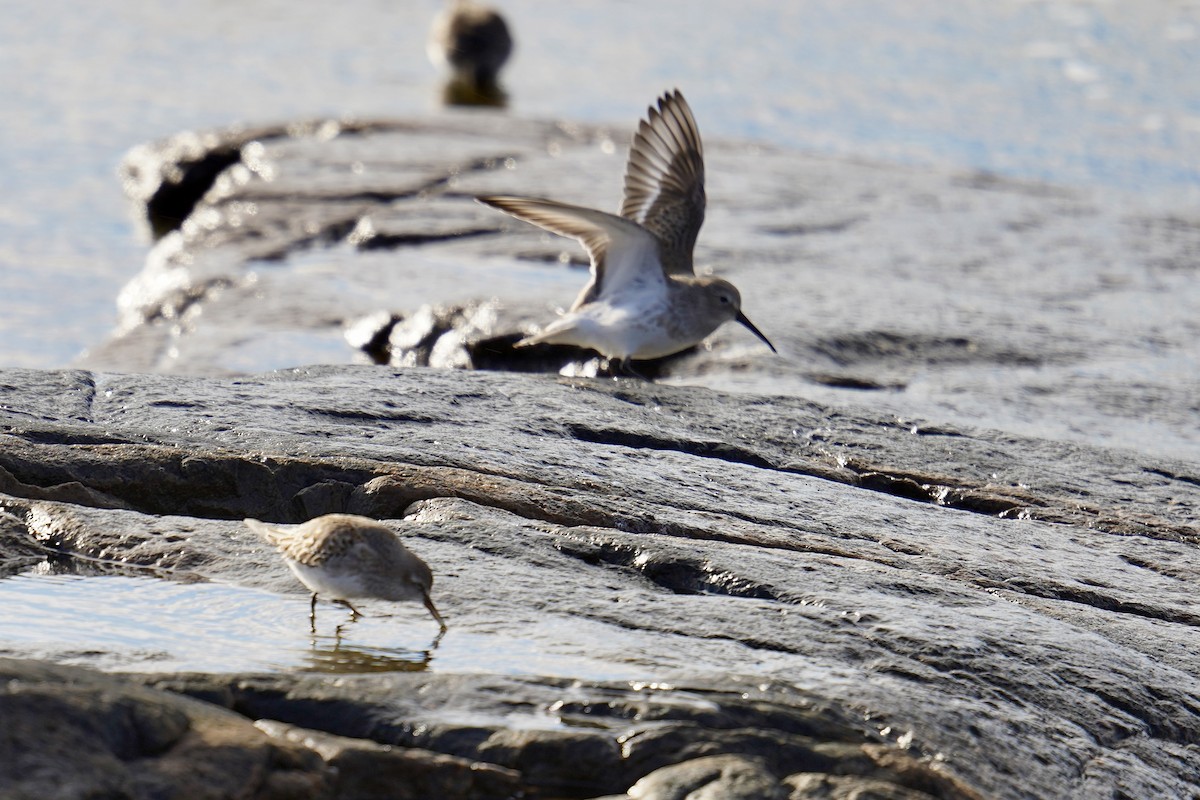 Dunlin - ML611019164