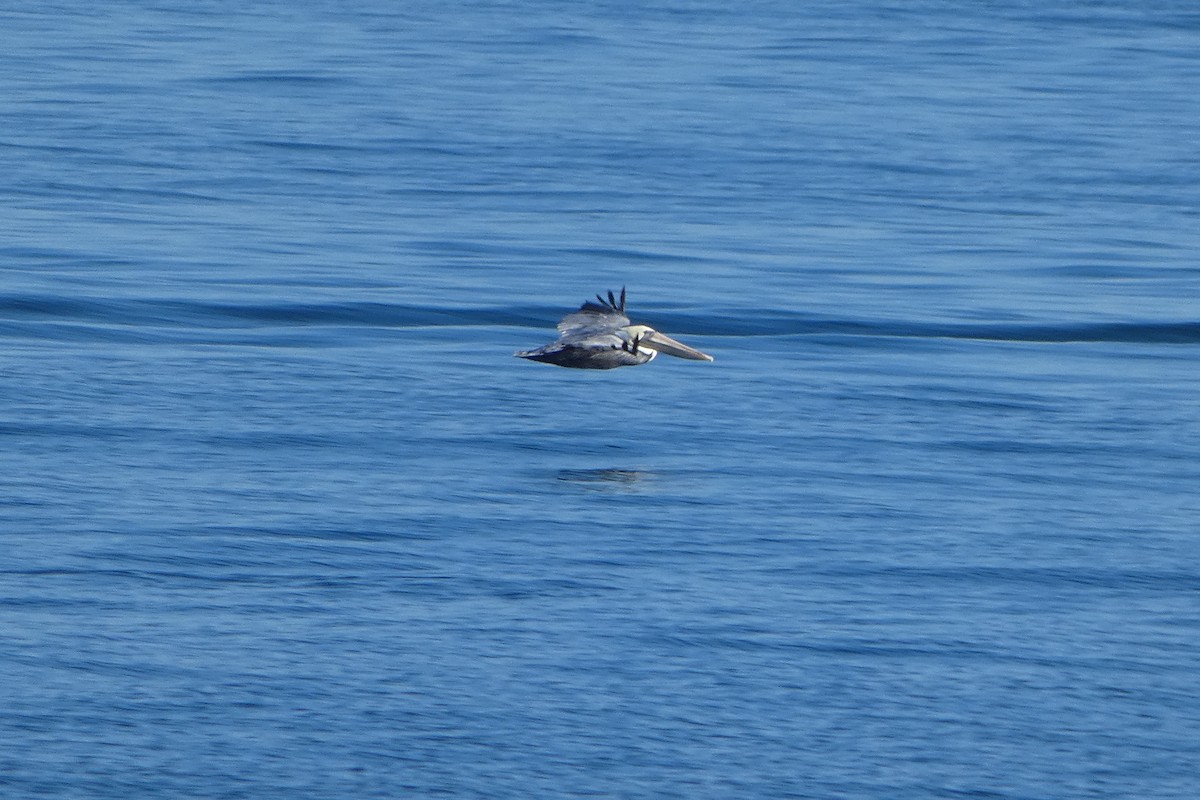 Brown Pelican - ML611019255