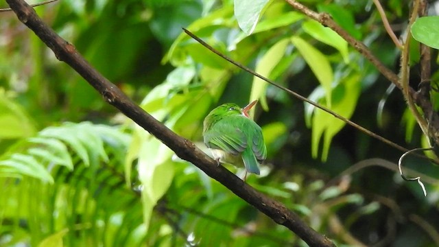 Puerto Rican Tody - ML611019373