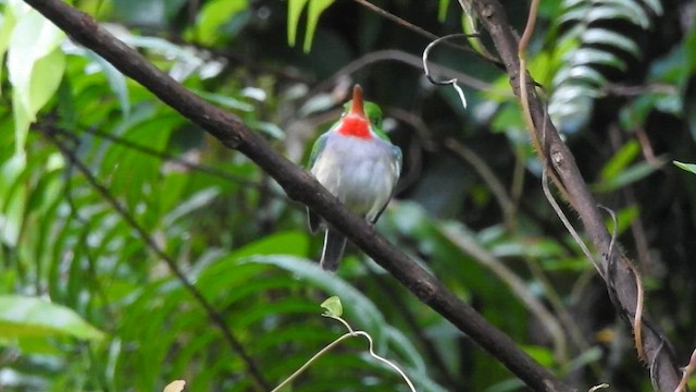 Puerto Rican Tody - ML611019383