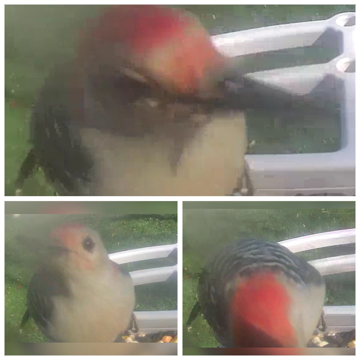 Red-bellied Woodpecker - ML611019436