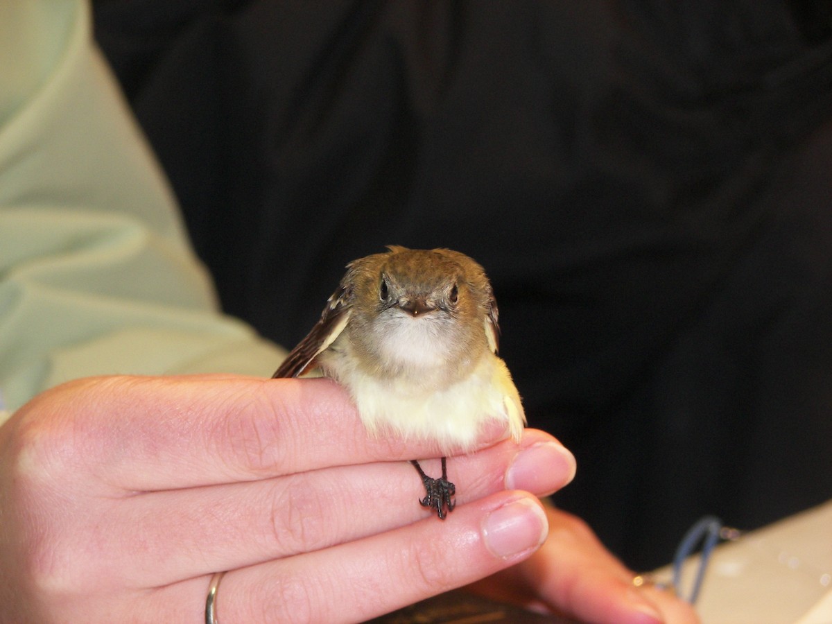 Least Flycatcher - Greg Lawrence