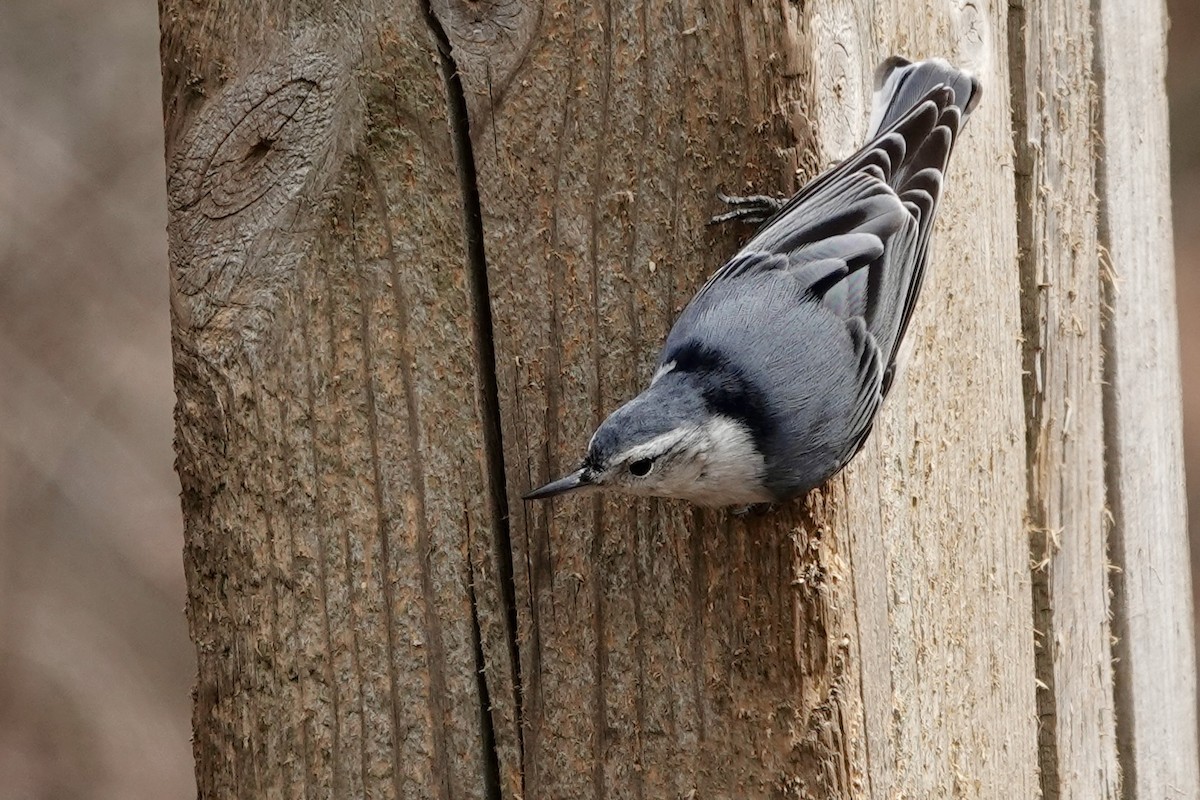 White-breasted Nuthatch - ML611019619