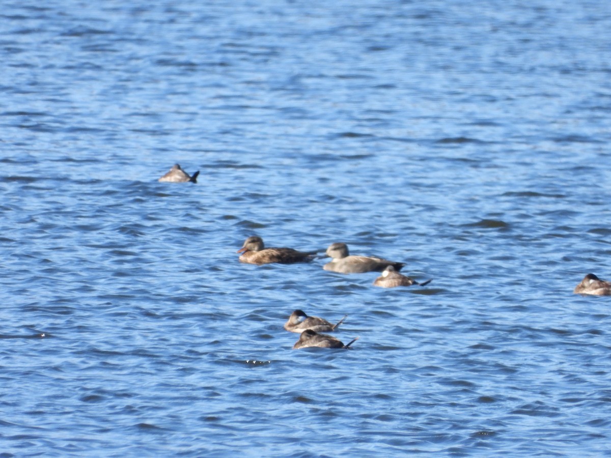 Gadwall - ML611019639