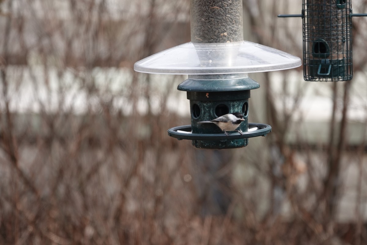 Black-capped Chickadee - ML611019643