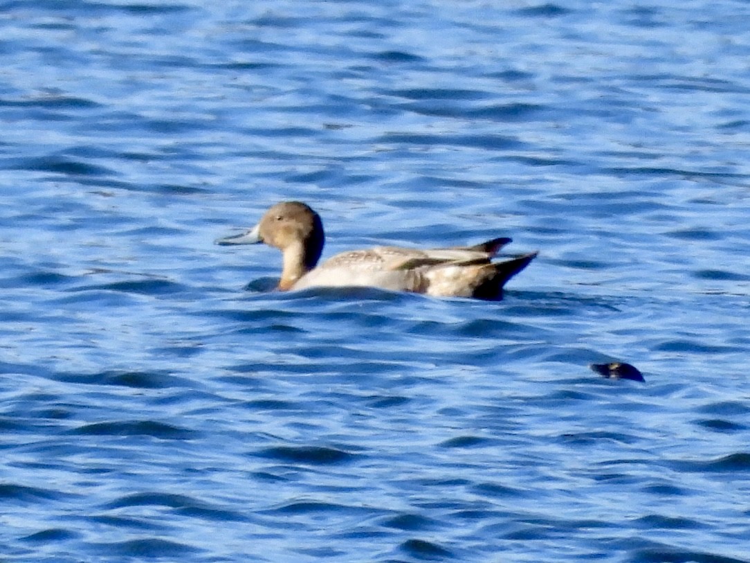 Northern Pintail - ML611019645