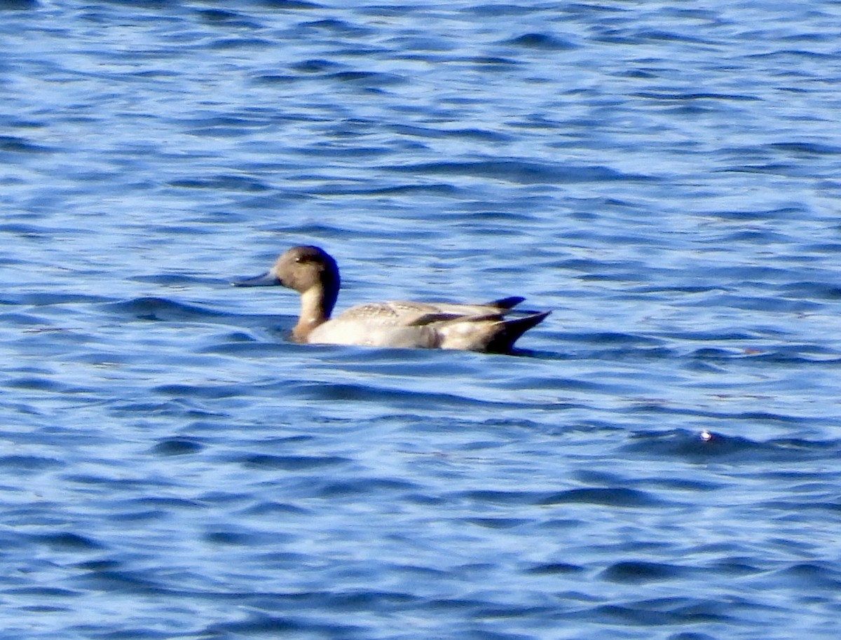 Northern Pintail - ML611019646