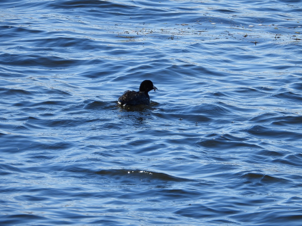 American Coot - ML611019658