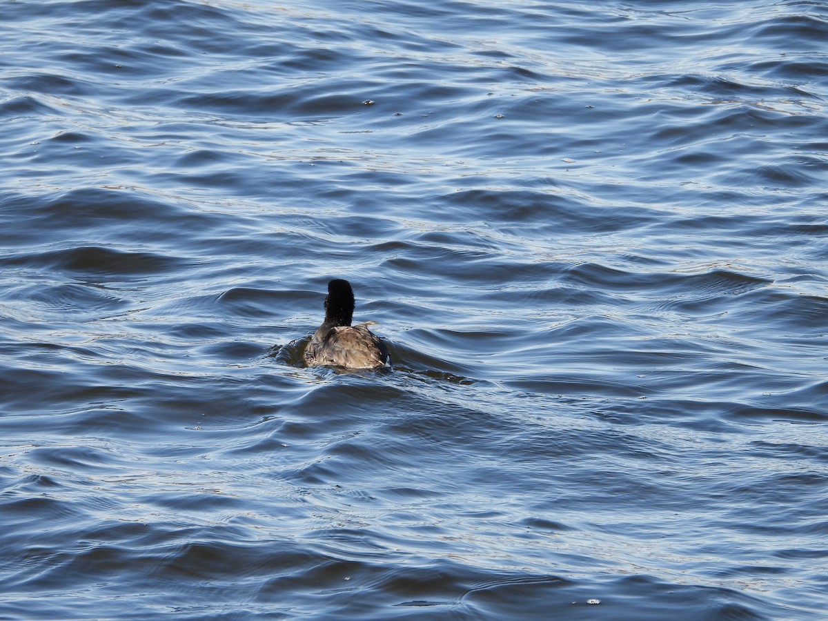 American Coot - ML611019659