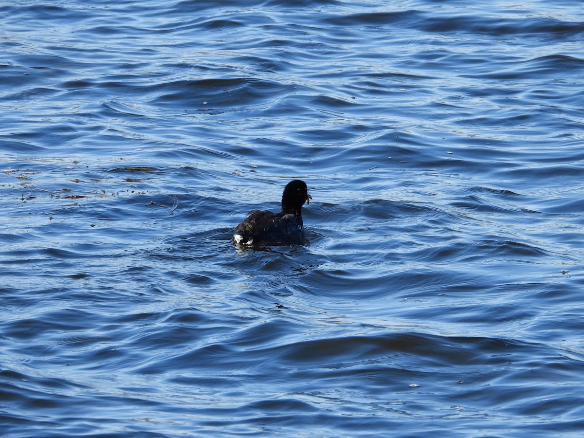 American Coot - ML611019661