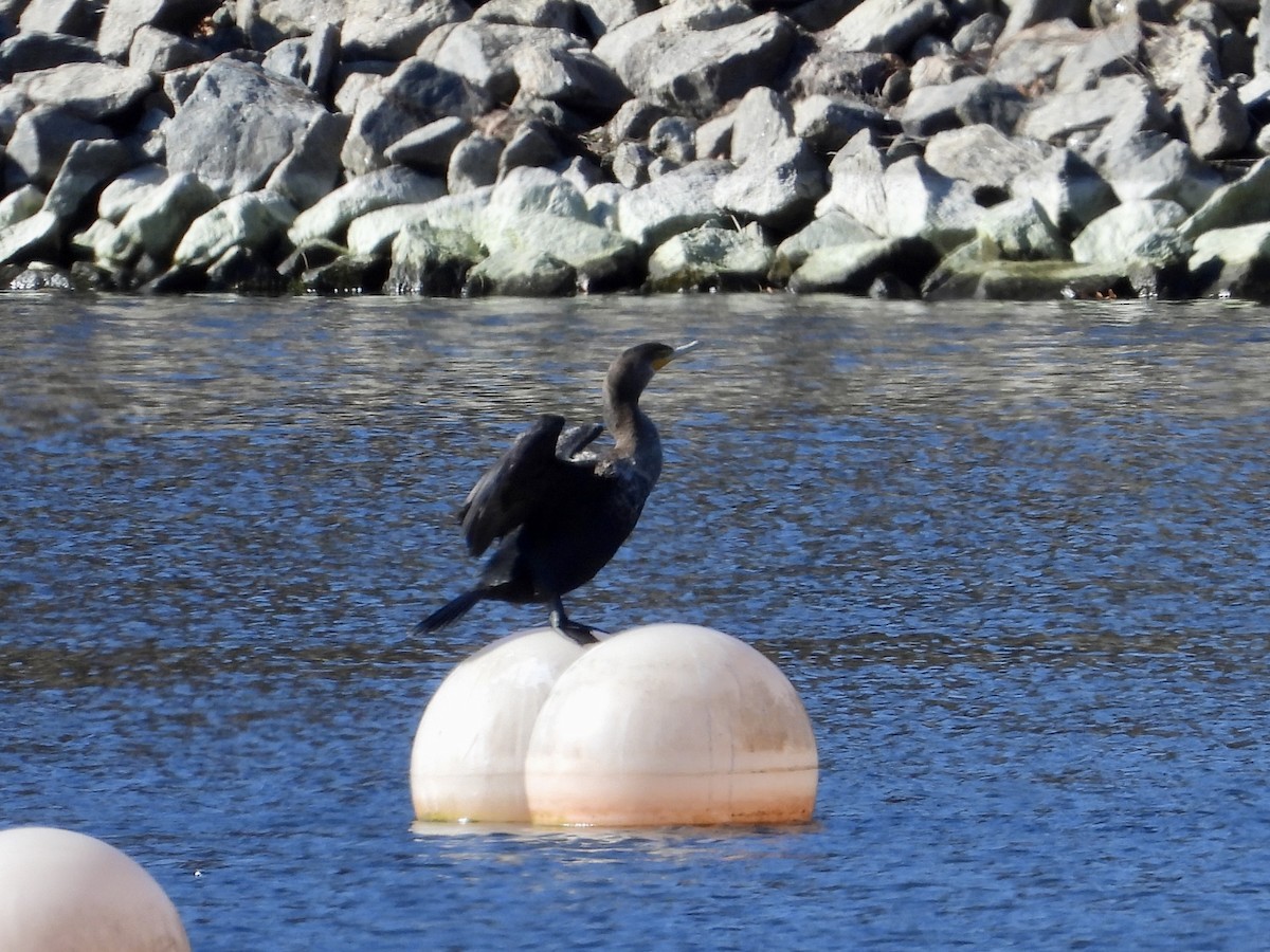 Double-crested Cormorant - ML611019676