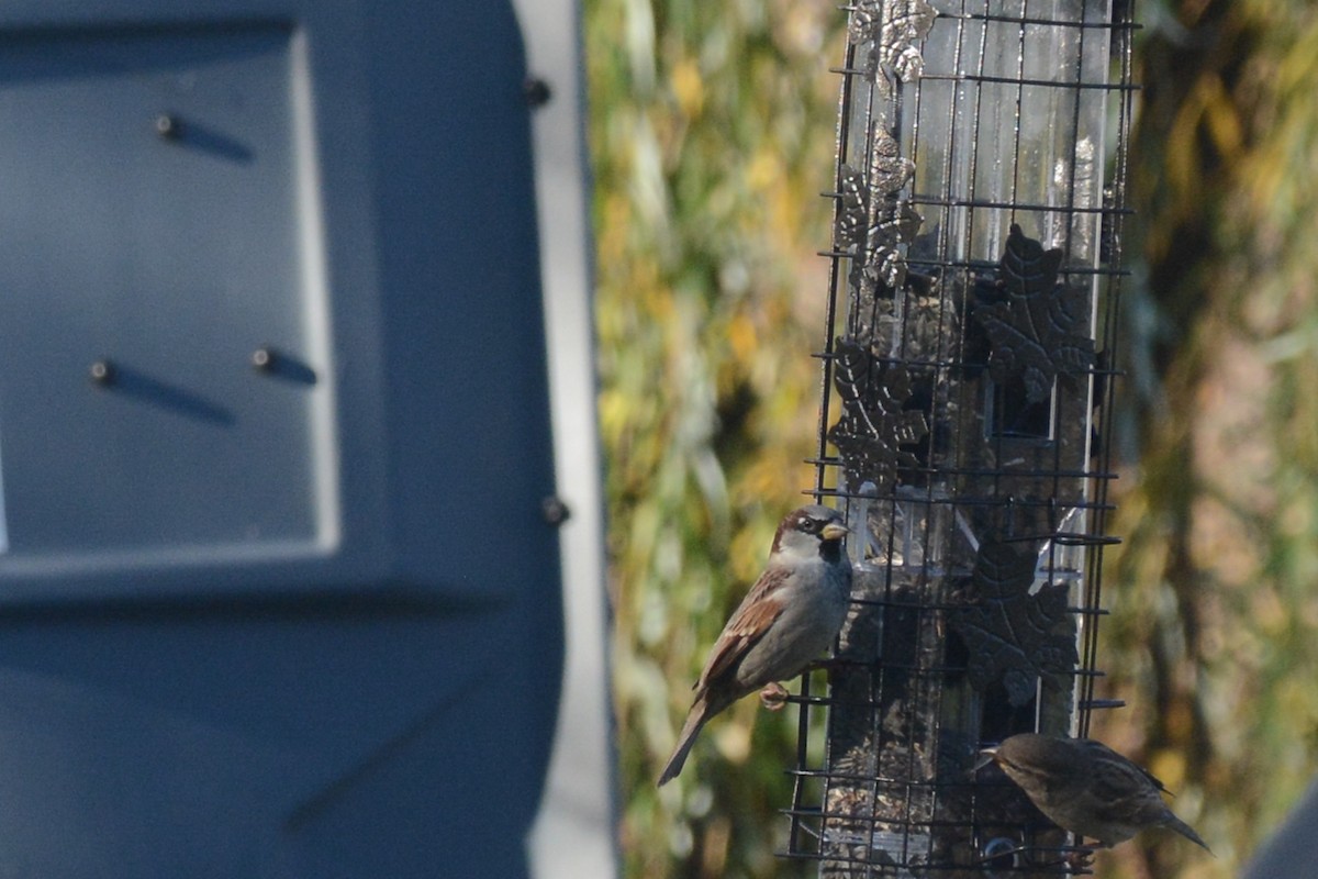 House Sparrow - ML611019875