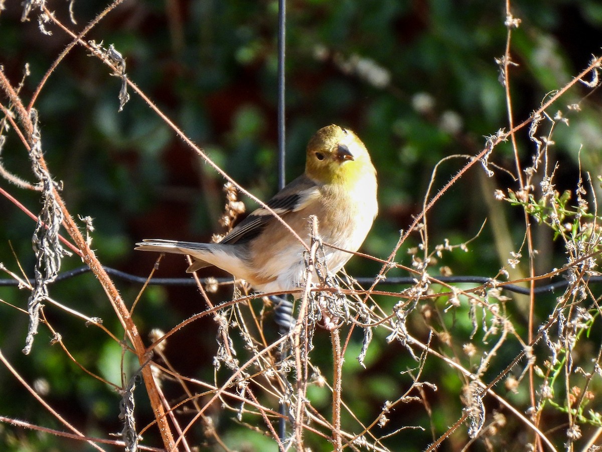 American Goldfinch - ML611019901